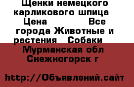 Щенки немецкого карликового шпица › Цена ­ 20 000 - Все города Животные и растения » Собаки   . Мурманская обл.,Снежногорск г.